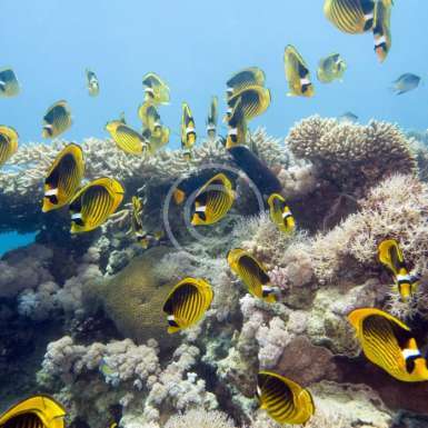 TSSF CMAS Çevre ve Ekoloji Uzmanlığı