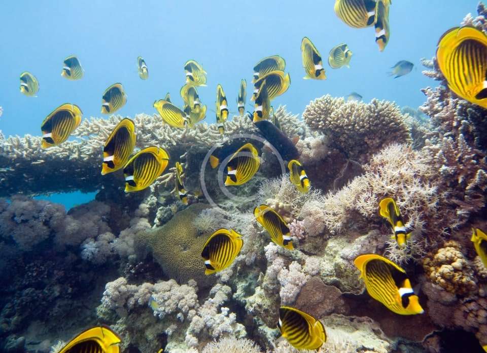 TSSF CMAS Çevre ve Ekoloji Uzmanlığı